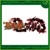 パチンコ蒼天の拳双龍搭載楽曲：覇我音～hagane～